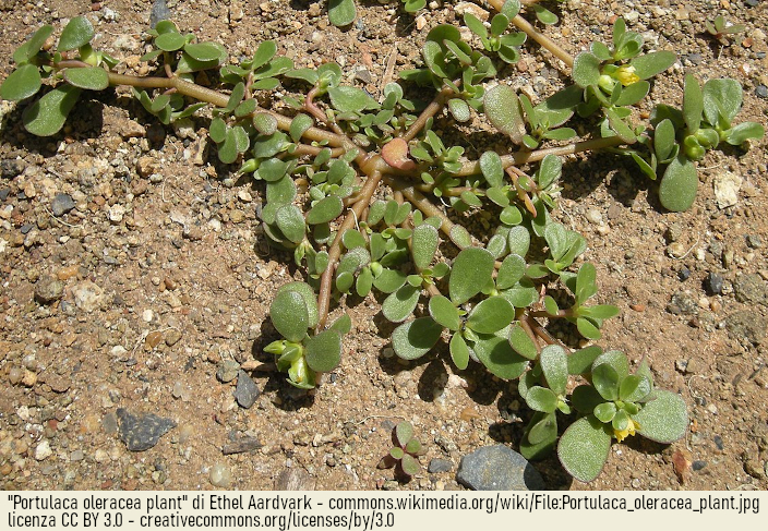 portulaca erba spontanea