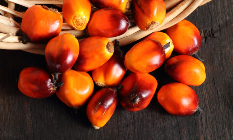 l'olio di palma fa male? una manciata di frutti della palma da olio