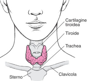 la tiroide è situata nella parte anteriore del collo, subito sopra allo sterno e davanti alla trachea