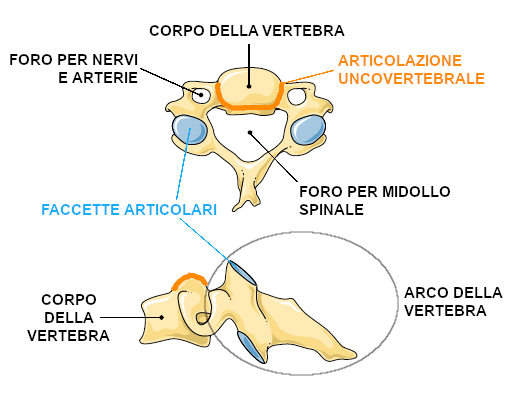 artrosi cervicale anatomia vertebre