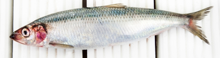 ipertensione integratori omega-3