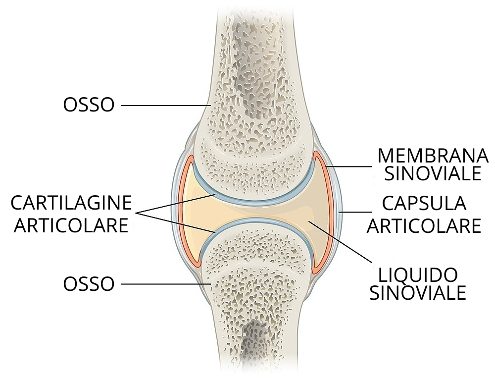 articolazione - vitamina c e artrosi
