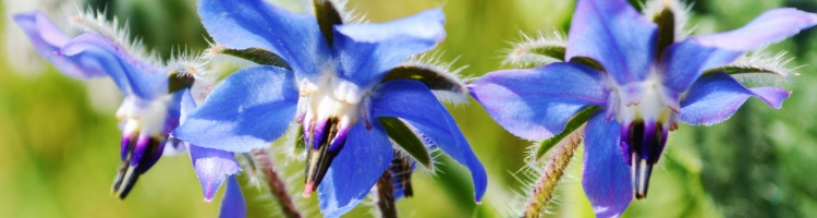 integratori pelle borragine