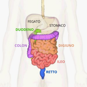 intestino tenue e colon