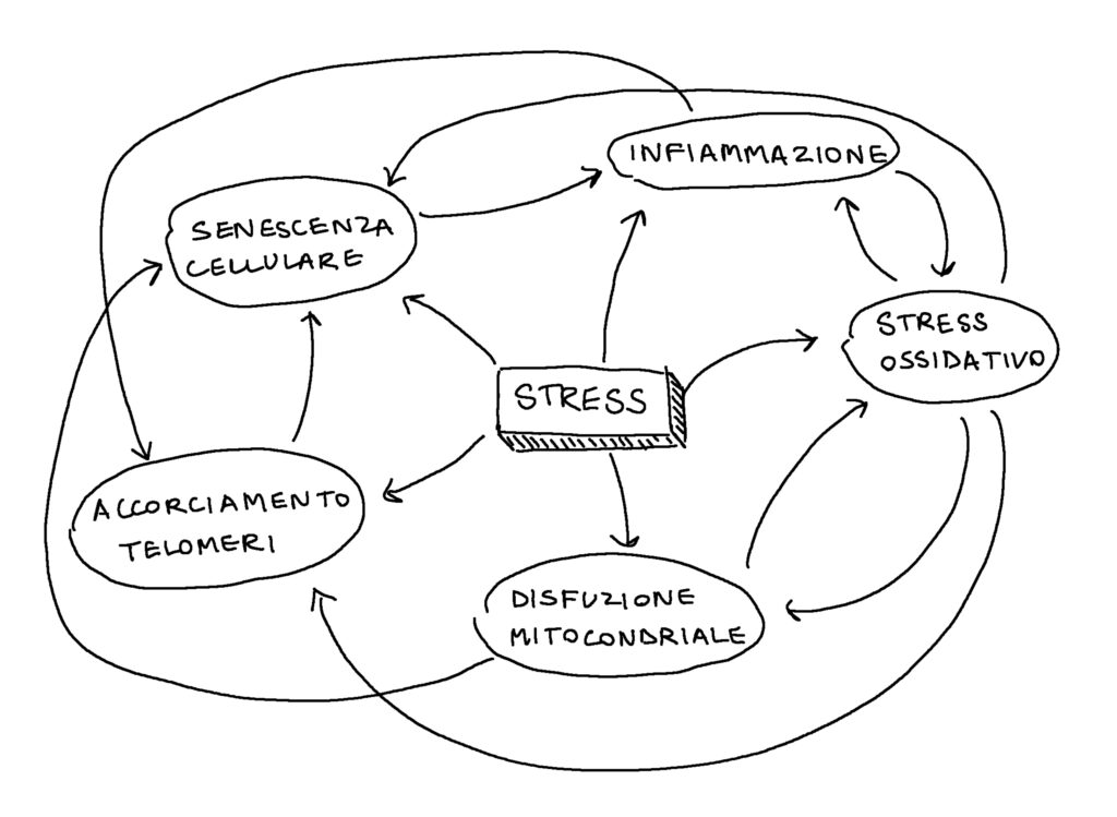 stress fa invecchiare meccanismi