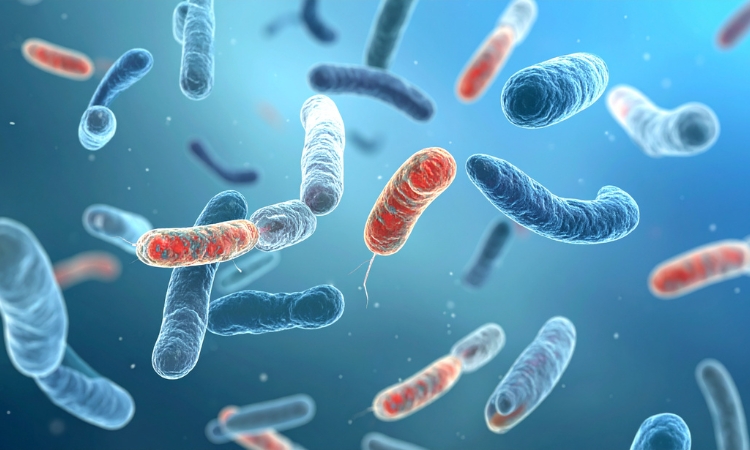 probiotici multiceppo o monoceppo