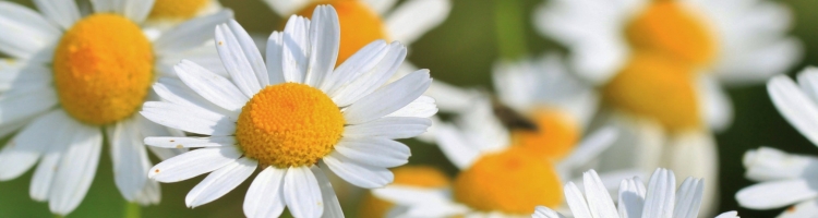 rimedi naturali per contrastare dolori mestruali camomilla