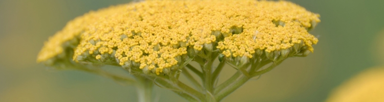 rimedi naturali per contrastare dolori mestruali finocchio