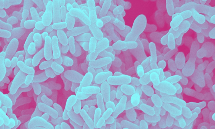 microbiota vaginale gardnerella