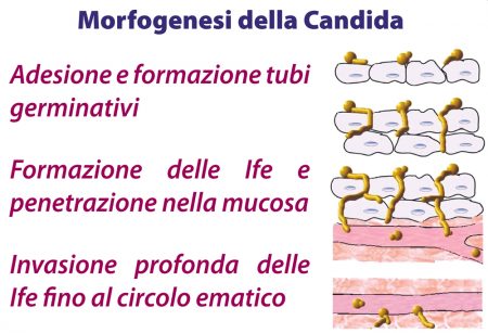 Micotirosolo_Morfogenesi_Candida