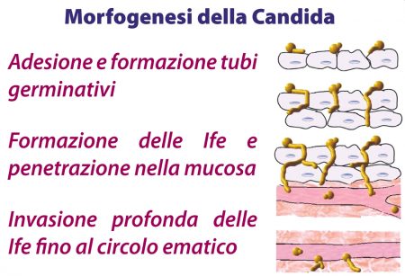 Micotirosolo_Morfogenesi_Candida Micotirosolo_Morfogenesi_Candida