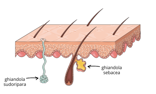 apparato-pilo-sebaceo-label