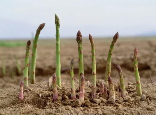 asparagi2 i germogli di asparago spuntano dal rizoma sotterraneo della pianta madre
