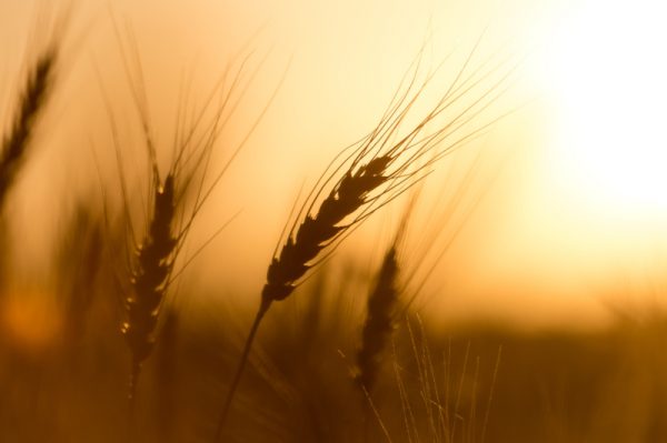 grano sensibilità al glutine: microbiota intestinale in grado di modularla