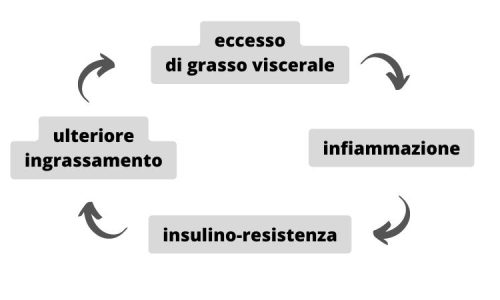 obesità infiammazione insulino-resistenza circolo vizioso