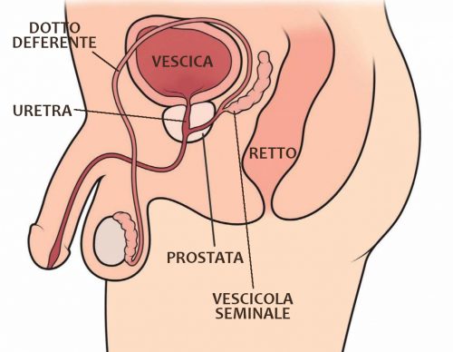 la prostata si trova sotto alla vescica e davanti al retto. è attraversata dall'uretra e dai dotti deferenti.